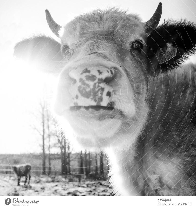 Cattle In Sun Food Meat Milk Agriculture Forestry Nature Landscape Animal Winter Meadow Field Pet Farm animal Cow 2 Black White portrait Bull beef cattle
