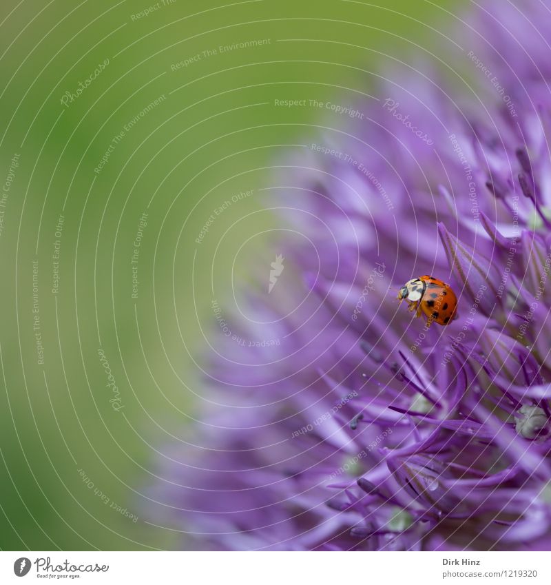 Ladybird visits ornamental garlic Environment Nature Plant Animal Spring Summer Blossom Garden Park Wild animal Beetle Wing 1 Exceptional Fragrance Beautiful