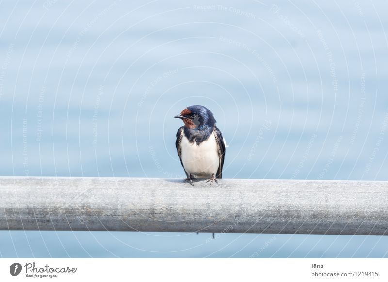 I'm going to make the swallow. Swallow Water Maritime Bird Sit Looking Vantage point