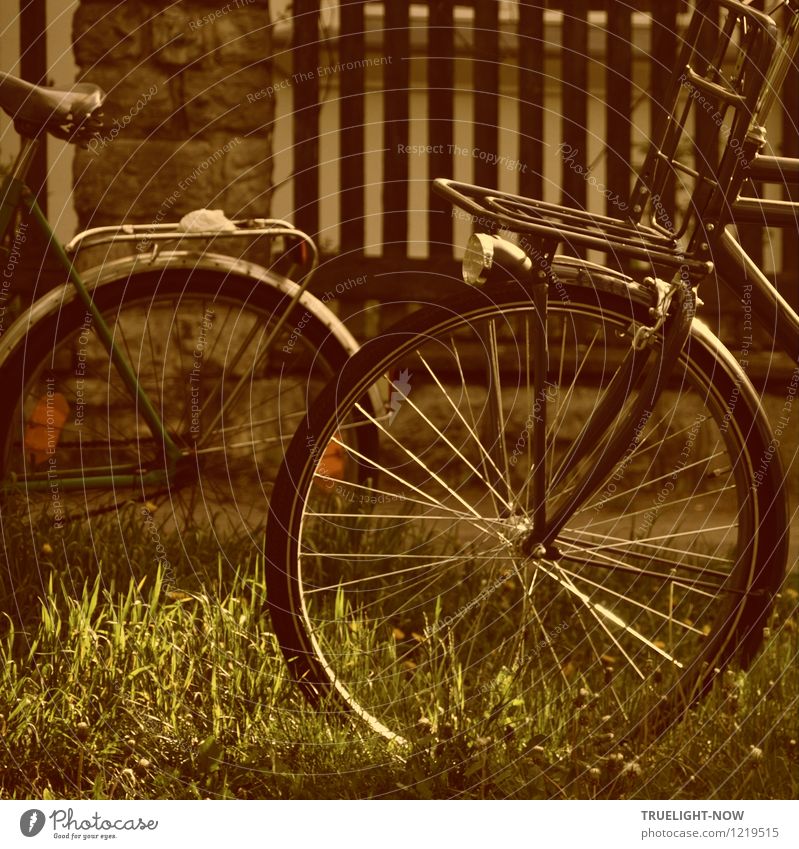 Bicycle nostalgia Lifestyle Style Design Joy Athletic Well-being Relaxation Calm Leisure and hobbies Cycling Freedom Summer Outskirts Garden fence Old Esthetic