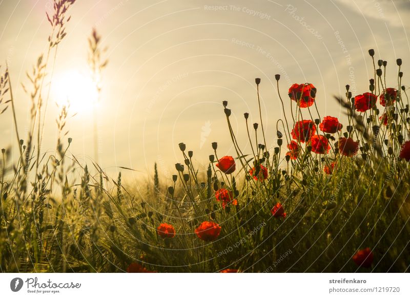 early moHrgeS Nature Plant Sun Sunrise Sunset Sunlight Summer Beautiful weather Flower Agricultural crop Poppy Grain Field Blossoming Emotions Happy