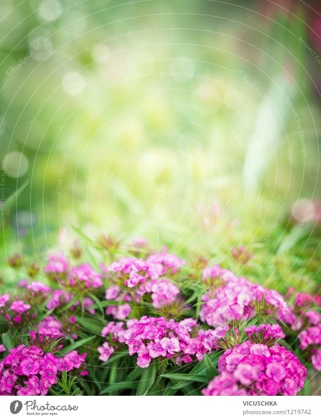 Pink bearded carnations in the garden Style Design Summer Garden Nature Plant Spring Autumn Beautiful weather Flower Leaf Blossom Park Background picture