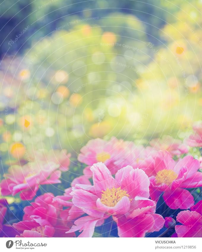 Peonies in the garden Elegant Design Summer Nature Plant Spring Beautiful weather Flower Rose Leaf Blossom Garden Park Bouquet Love Yellow Pink Style