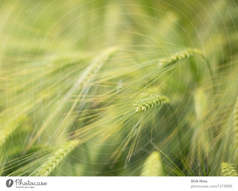 barley field Environment Nature Landscape Plant Spring Summer Agricultural crop Field Green Agriculture Agricultural product Ear of corn Grain Delicate Growth
