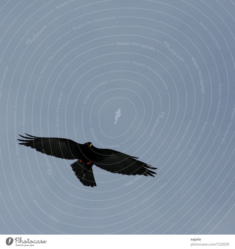 alpine chough Freedom Animal Wild animal Bird Wing 1 Flying Black Elegant Mobility Jackdaw Beak Feather Colour photo Subdued colour Exterior shot Copy Space top