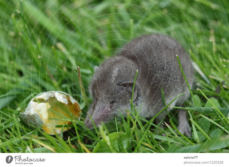 candy Nature Animal Grass Meadow Wild animal Mouse shrew 1 Eating Crawl Sit Brash Fresh Small Delicious Curiosity Cute Point Gray Green Appetite Candy To feed