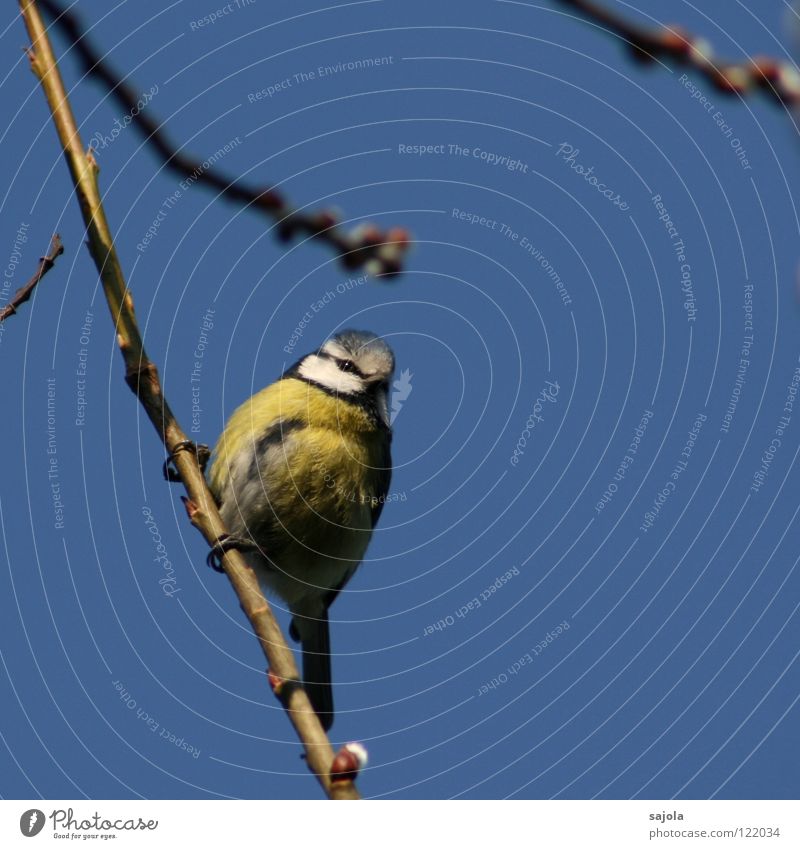 Blue Tit Animal Sky Bird Animal face Eyes 1 Observe To hold on Looking Cold Cute Yellow White Environment Tit mouse Feather Colour photo Exterior shot