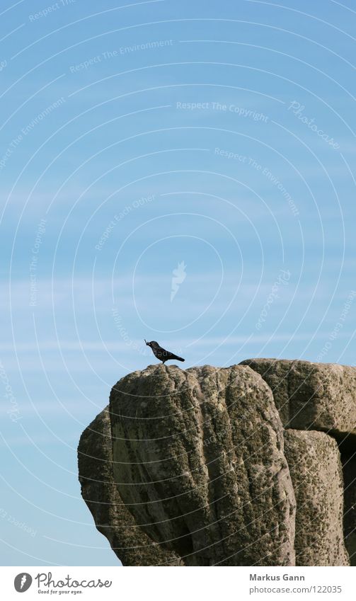 Lonely Bird Blackbird Gray Loneliness Stand Vantage point Air Rock Stone Sky Blue Twig Sit Wait Looking Above Tall