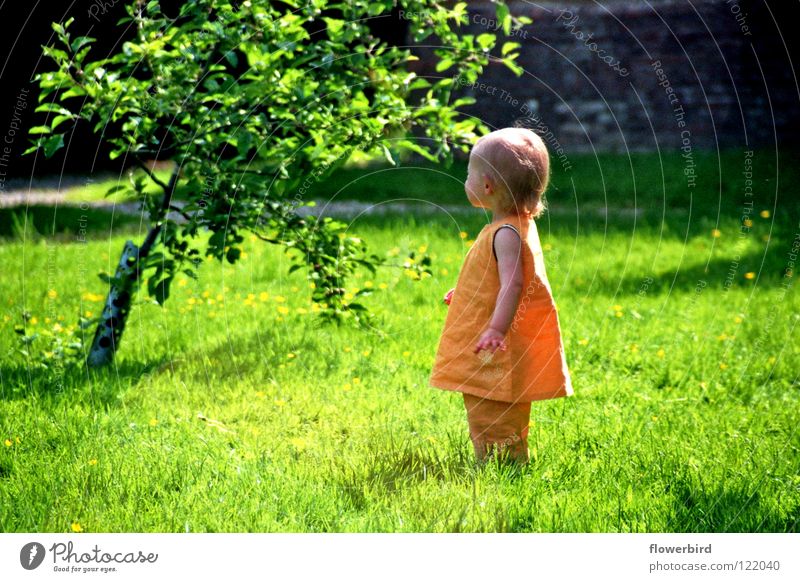 Where the hell is she? Tree Summer Cute Child Toddler Garden Sun Search Loneliness