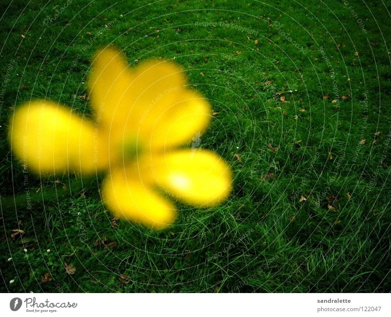 buttercup Yellow Green Blur Meadow Grass Summer's day Foreground Background picture Park Dandelion Lawn Concentrate Forwards Backwards rich green