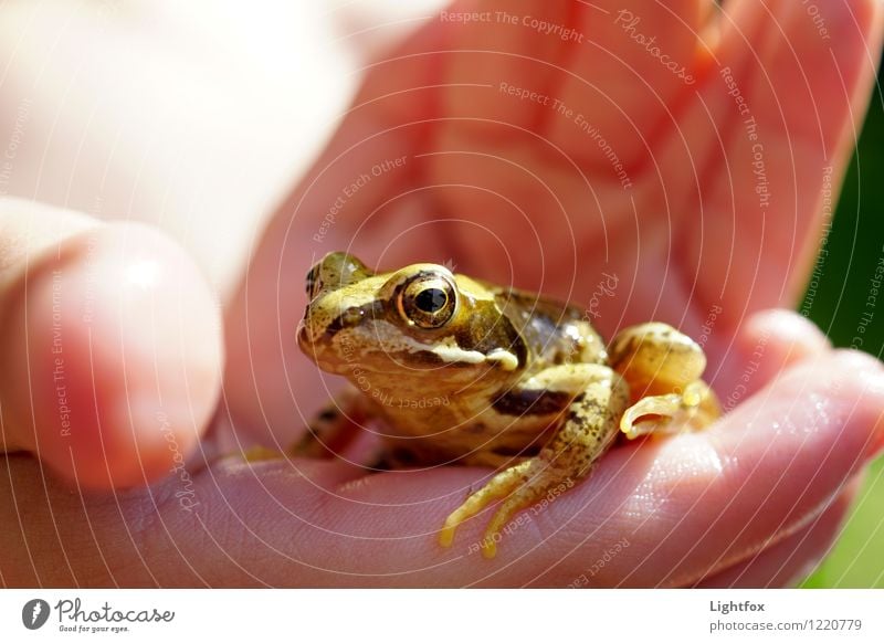 frog Animal Frog 1 Observe Touch Wild Brown Frog eyes Frog Prince Eyes Amphibian Hand Protection nature conservation Environmental protection Eco-friendly