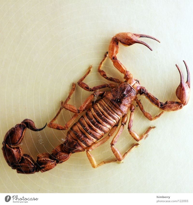 scorpioking Disastrous Scorpion Spider Signs of the Zodiac Animal Dangerous Articulate animals South America Fear Panic Desert Threat skinning animals Legs