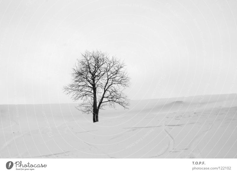 Lonesome Tree Winter White Cold Loneliness Snow Snowscape Calm Black & white photo loner melancholically