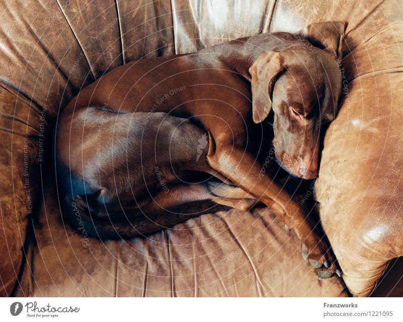 deer Pelt Leather Dog 1 Animal Safety (feeling of) Armchair Animal training Sleep Relaxation Convoluted To enjoy Cute Happy Hound Dog basket Sleeping place Lie