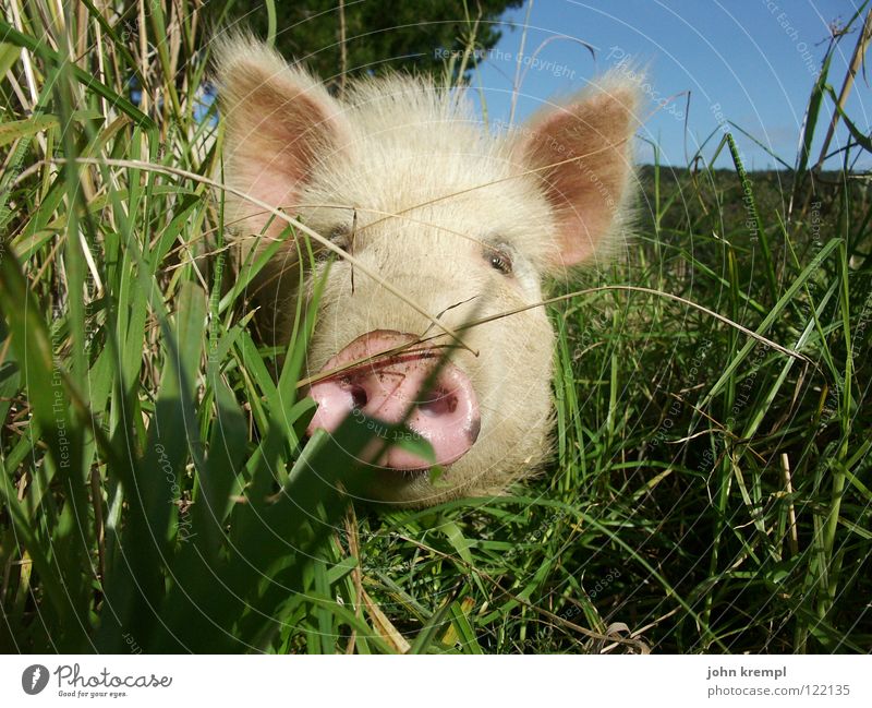 sweaty Swine Sow Boar Young boar Piglet Pink Grass Meadow Curiosity Search Find Odor Appetite Trunk Animal Bristles New Zealand Mammal Obscure Hide Looking