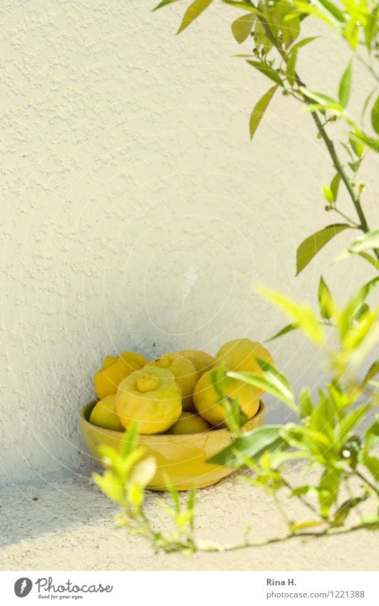 vitamin bombs Fruit Citrus fruits Lemon Bowl Plant Tree Leaf Wall (barrier) Wall (building) Sour Exterior shot Deserted Sunlight Shallow depth of field