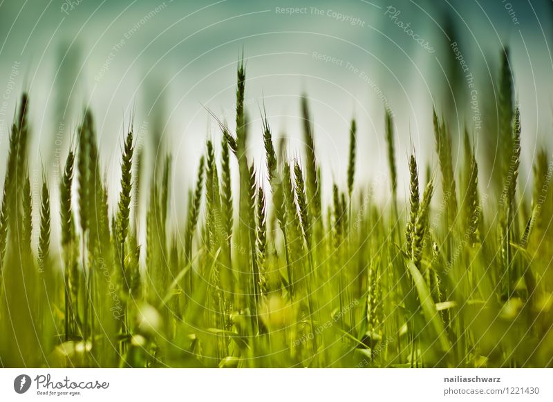 Wheat field in spring Summer Environment Nature Landscape Plant Spring Grass Agricultural crop Meadow Field Growth Natural Beautiful Blue Green Spring fever