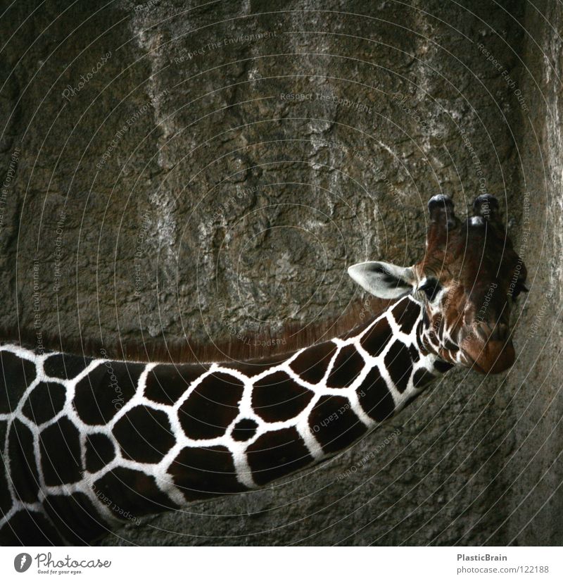 are you looking? Animal Zoo Cage Mammal Giraffe Neck Looking Contrast