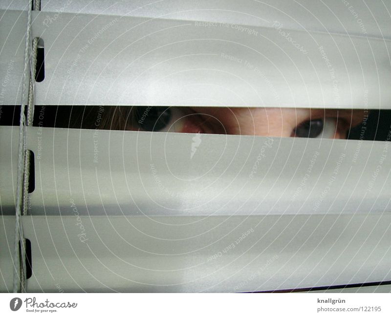 hide and seek Search Venetian blinds Hide Looking Disk Silver Bright blue eyes Reflection