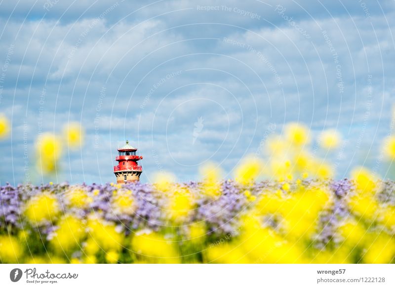 island colours Environment Landscape Plant Sky Horizon Summer Beautiful weather Blossom Agricultural crop Canola bee friend Field Blue Multicoloured Yellow