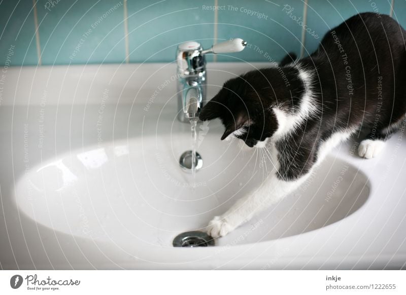 Cat life - in the end curiosity wins out Lifestyle Joy Leisure and hobbies Living or residing Bathroom Pet 1 Animal Baby animal Tap Vanity Sink Jet of water
