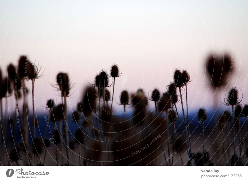 Cards (Dipsacus) Thistle Field Agriculture Sunset Blur Multiple Pierce Teasel Daisy Family Plant Nature Many Evening Point wolf comb Weber Card Beautiful