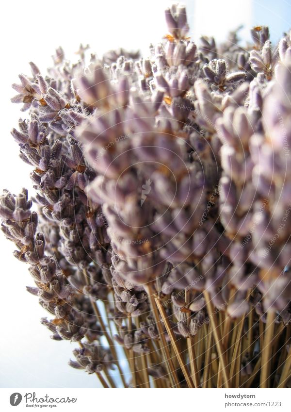 lavender Lavender White Blossom Dry Labiate Comforting Fragrance Medicinal plant Dried flower Macro (Extreme close-up)