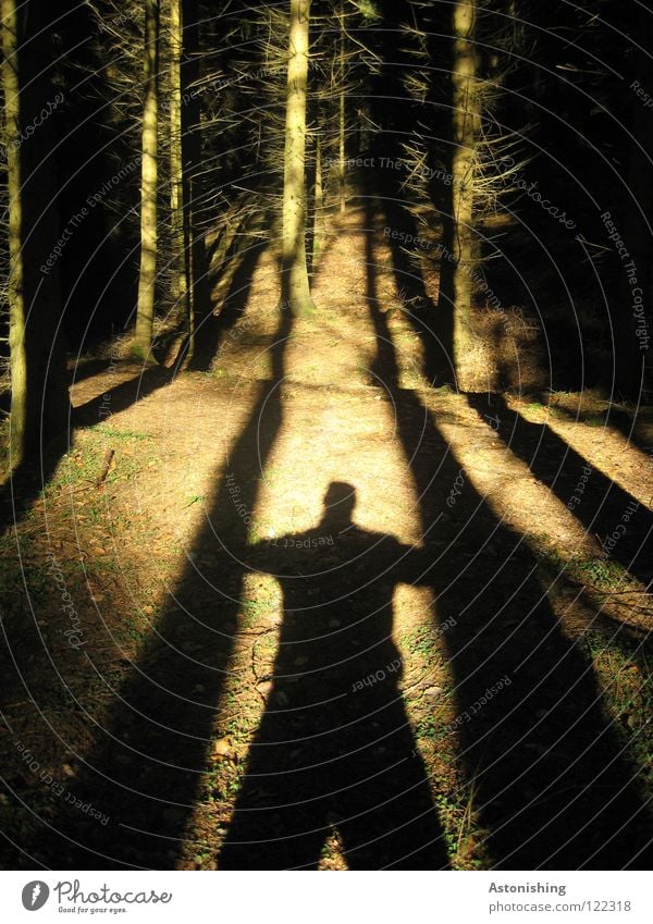 the shadow tree feller Man Tree Forest Wood Light Woodground Asymmetry Shadow Contrast Sun Floor covering Lanes & trails Line Middle