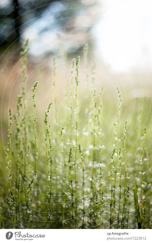 sunlit Plant Summer Beautiful weather Grass Natural Green Colour photo Deserted Day Shallow depth of field