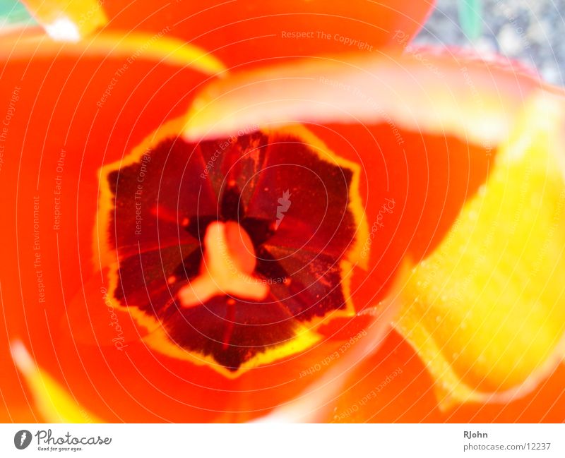 Flower inside Blossom flower Flower from inside Macro (Extreme close-up) Orange Colour