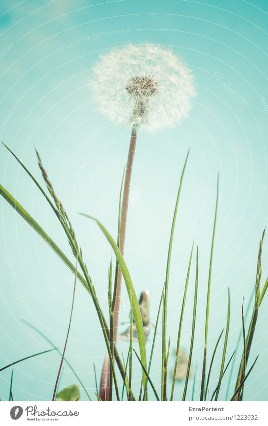 shortly before departure Environment Nature Plant Sky Spring Summer Flower Grass Blossom Garden Esthetic Bright Blue Green White Weed Dandelion taraxacum Seed