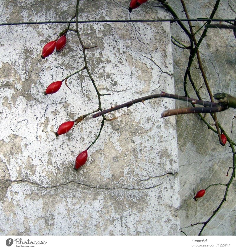 Red Fruits Rose Wall (building) White Wall (barrier) Thorn Plaster Wire Corner Garden Park Berries Branch Twig Colour Crack & Rip & Tear Old Dog rose