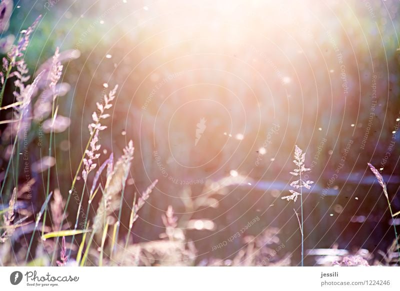 sum Nature Landscape Plant Sunrise Sunset Sunlight Summer Beautiful weather Grass Wild plant Meadow Field River bank Flock Emotions Moody Happy Happiness