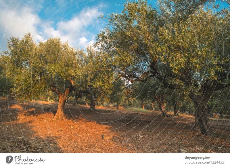 Olive trees and sun rays Vegetable Fruit Garden Culture Nature Landscape Plant Sky Tree Leaf Old Natural Green olive plantation grove Greece oil field