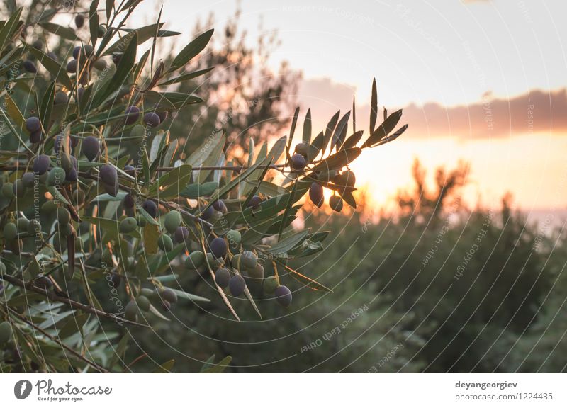 Olive Trees On Sunset A Royalty Free Stock Photo From Photocase