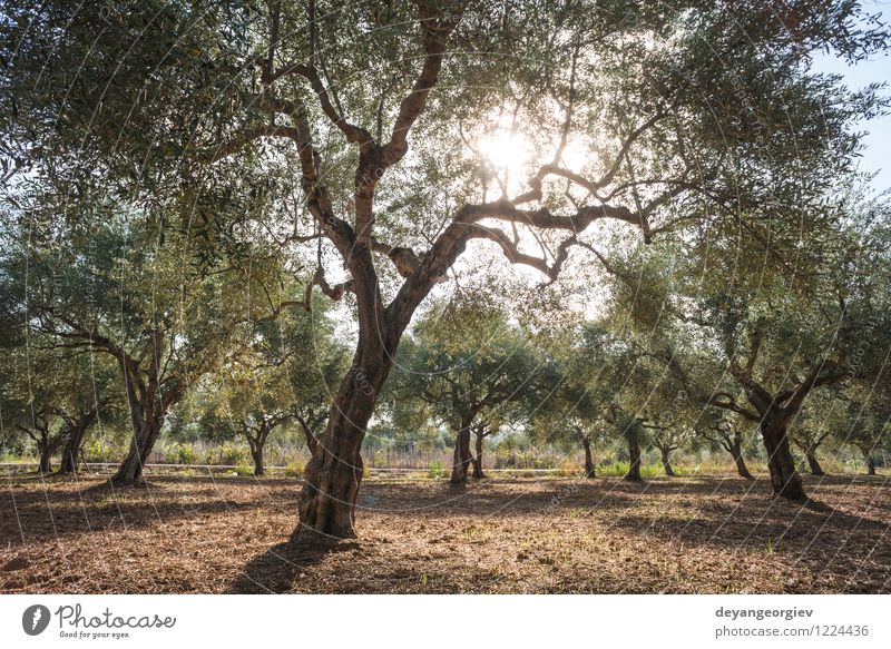 Olive trees and sun rays Fruit Vegetarian diet Beautiful Vacation & Travel Tourism Summer Sun Garden Nature Landscape Sky Tree Grass Natural Green Tradition