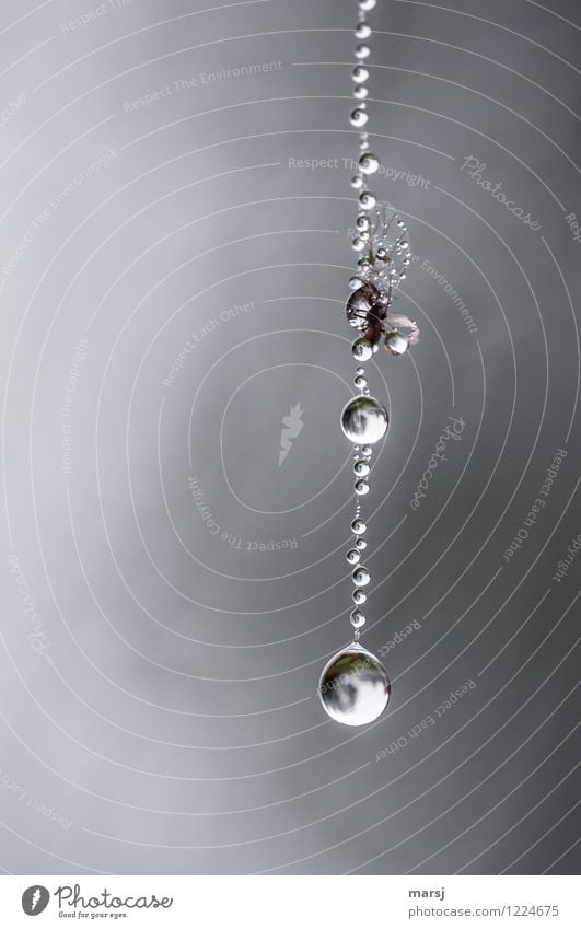 One with the pearl necklace Nature Drops of water Animal Wing 1 Sphere Water Hang Captured Death Spider's web Connect Colour photo Subdued colour Exterior shot