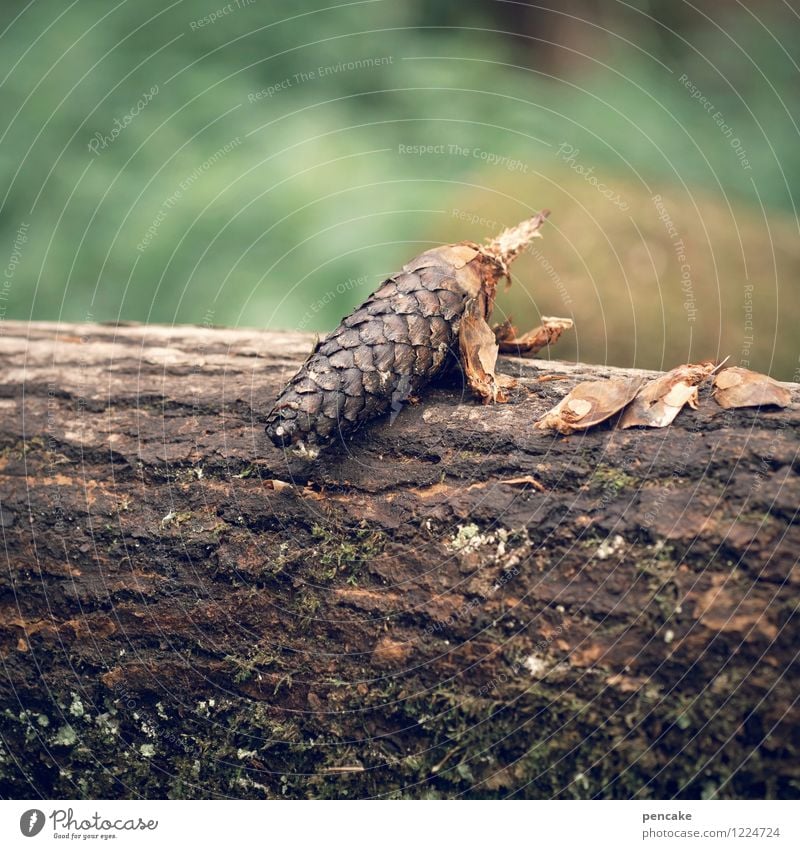 the pangolin Nature Summer Forest 1 Animal Observe Sit Joy Cone Tree bark Tree trunk Blur Erratic Scales Crouching Colour photo Exterior shot Close-up Pattern