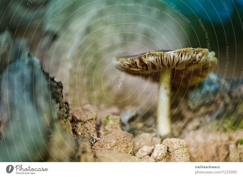 Mushrooms in the autumn forest Environment Nature Plant Moss Forest Growth Beautiful Natural Wild Blue Yellow Peaceful Loneliness forest mushroom Ground