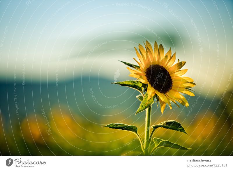 Field with sunflowers Summer Environment Nature Landscape Plant Flower Agricultural crop Garden Mountain Blossoming Growth Friendliness Natural Beautiful Many
