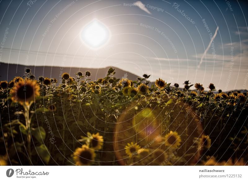 Field with sunflowers Summer Environment Landscape Plant Autumn Flower Agricultural crop Hill Blossoming Growth Far-off places Natural Beautiful Many Blue