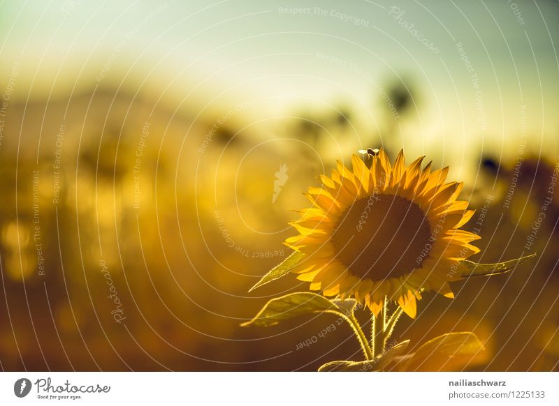Field with sunflowers Summer Nature Plant Beautiful weather Flower Blossom Agricultural crop Mountain Blossoming Growth Natural Positive Many Yellow Power