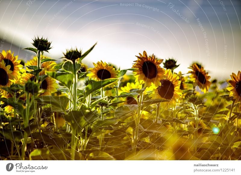 Field with sunflowers Summer Environment Nature Landscape Plant Sky Horizon Flower Agricultural crop Blossoming Fragrance Growth Natural Beautiful Many Blue