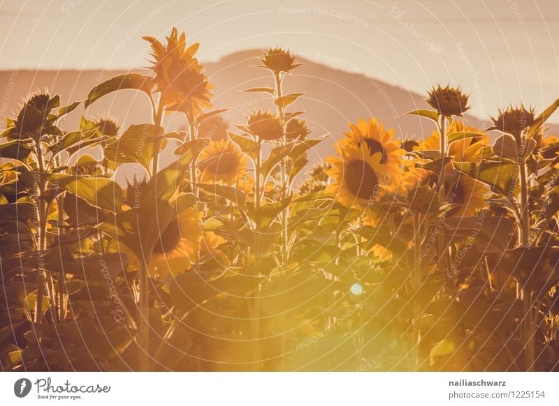 Field with sunflowers Summer Nature Landscape Plant Flower Blossom Foliage plant Agricultural crop Hill Blossoming Growth Infinity Beautiful Many Brown Yellow