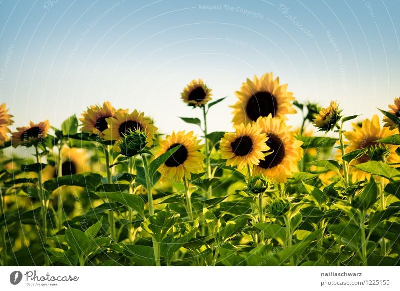 Field with sunflowers Summer Nature Landscape Plant Sky Beautiful weather Flower Blossoming Fragrance Natural Many Blue Yellow Green Joy Purity Peace Idyll
