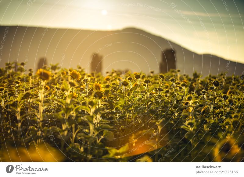 Field with sunflowers Summer Nature Landscape Plant Sunrise Sunset Flower Blossom Agricultural crop Mountain Blossoming Illuminate Natural Beautiful Many Brown