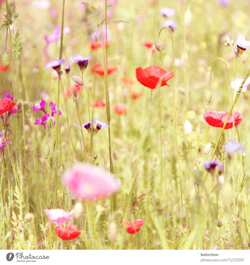 (h) Nature Plant Spring Summer Autumn Beautiful weather Flower Grass Leaf Blossom Wild plant Poppy Garden Park Meadow Field Blossoming Growth Kitsch Violet Pink