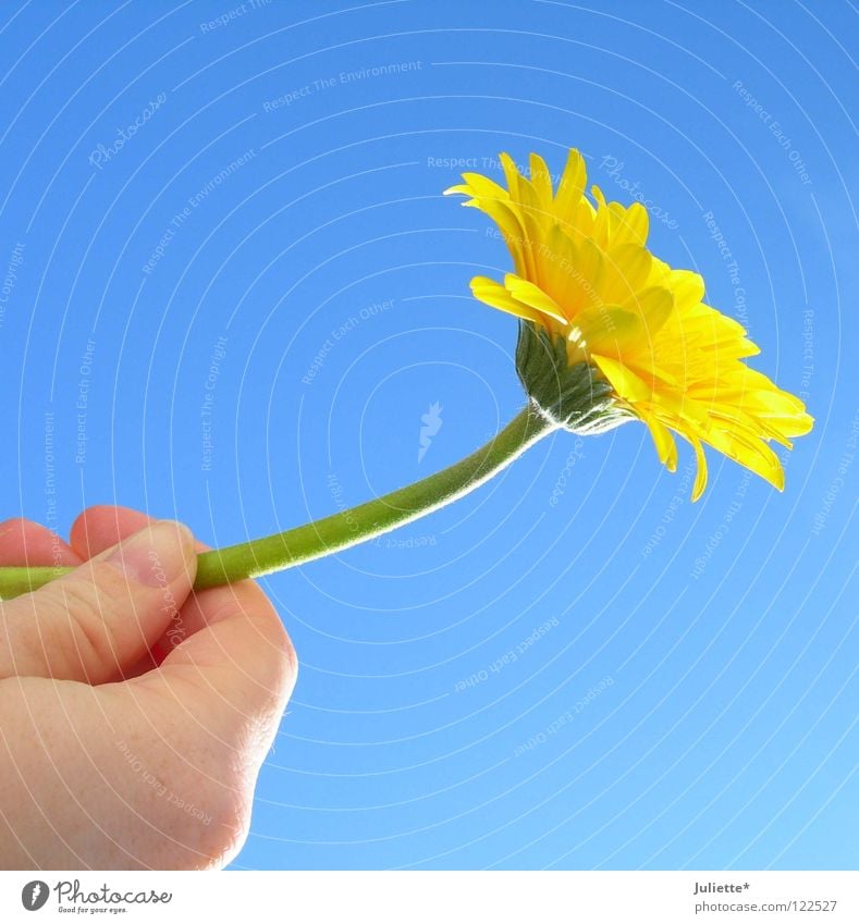 For DICH II Flower Yellow Style Hand Air Green Summer Birthday Sky To hold on Beautiful toward heaven Blossoming