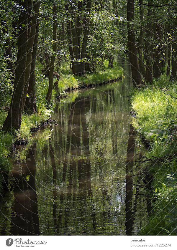 Dive into the spreedorado. Nature Landscape Elements Water Spring Summer Forest Brook Moody Safety (feeling of) Adventure Lanes & trails Desire Spreewald Flow