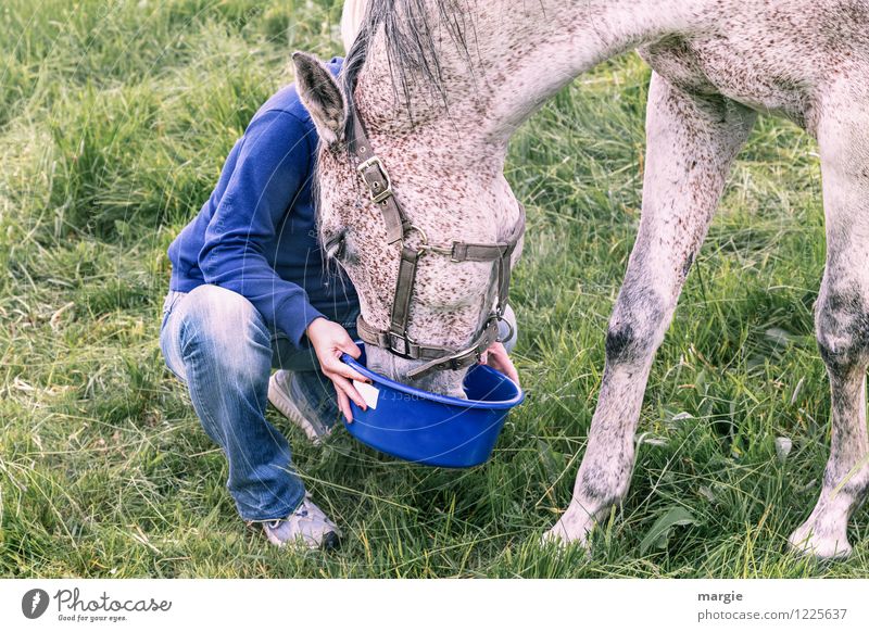 Horses - Delicacies Feminine Young woman Youth (Young adults) Woman Adults 1 Human being Grass Meadow Animal Animal face Pelt Gray (horse) To feed Feeding Blue